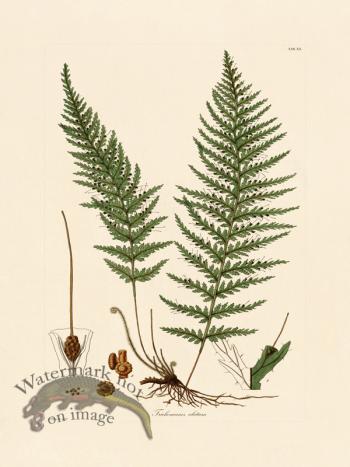 Hooker Fern 20